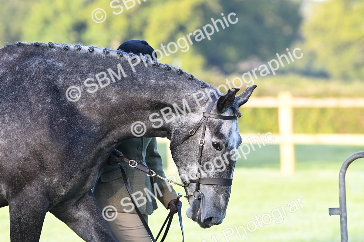 SBM_32424 - S15 - Condition & Turnout In Hand