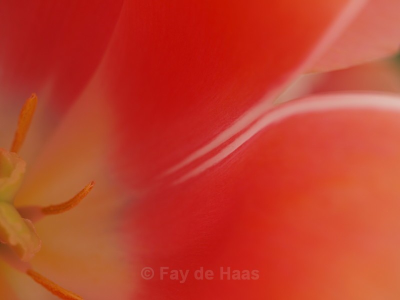 - Spring's Delights