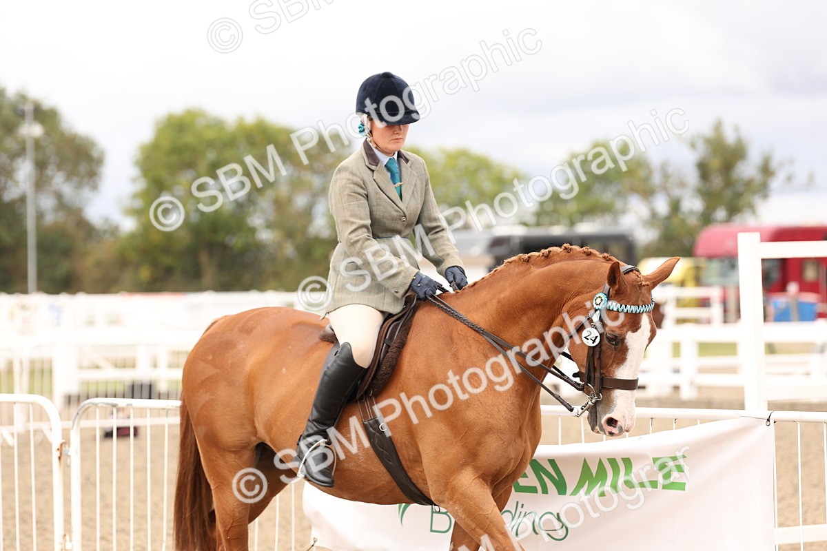 SBM_02782 - Class 53 - Ridden Competition Horse/Pony