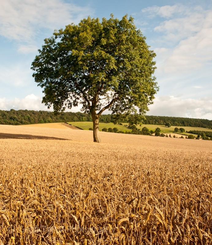 Above Middlehope - Wenlock Edge