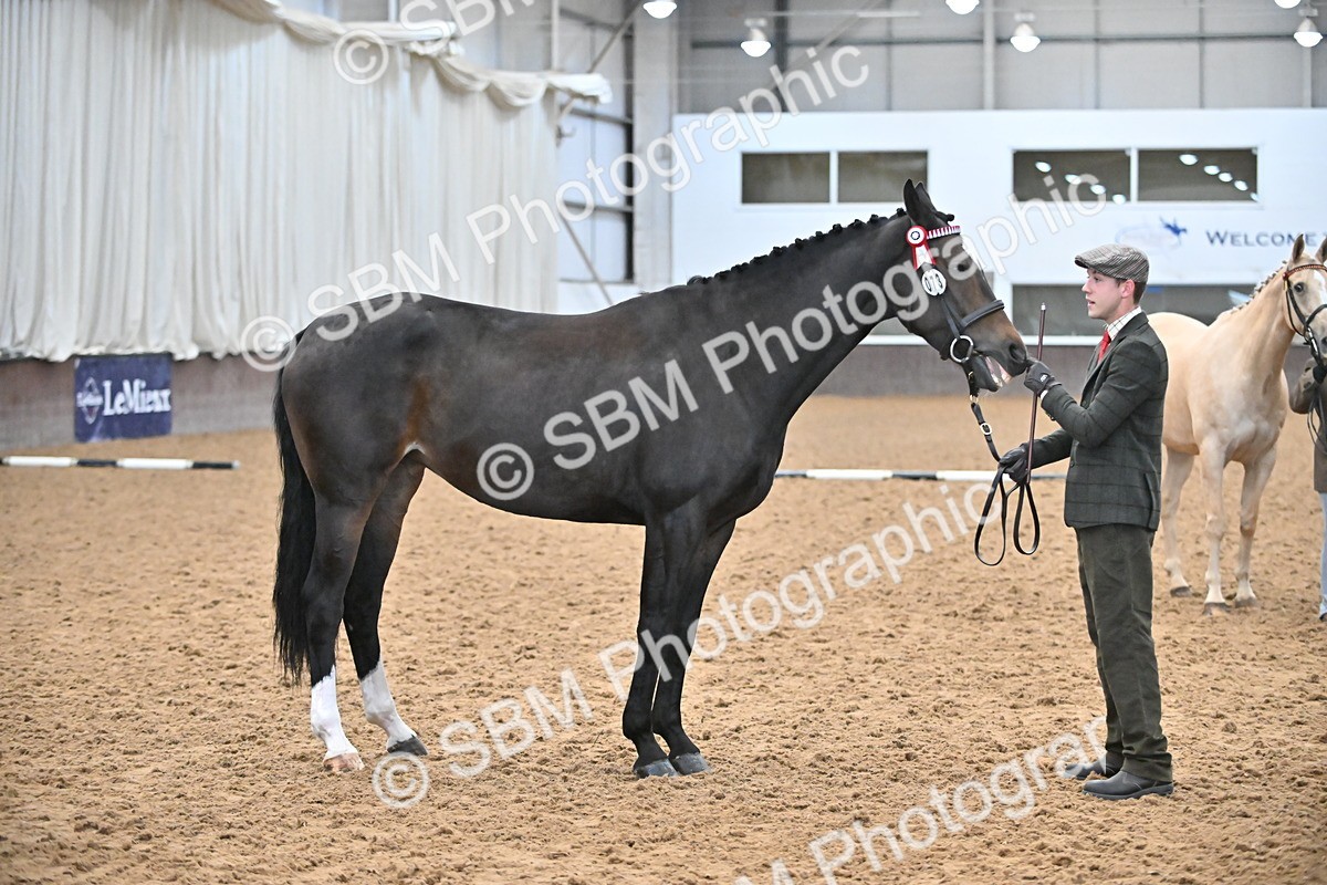 EB7_8427 - Class 3 - In Hand Foreign Breeds & Warmbloods