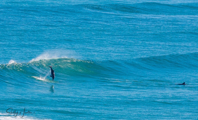 Dolphin Jump 1