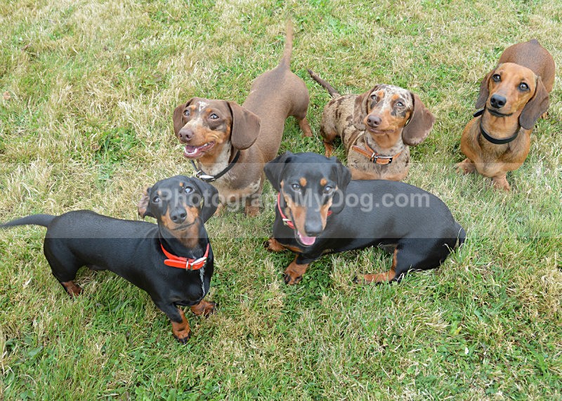  - Dachshunds