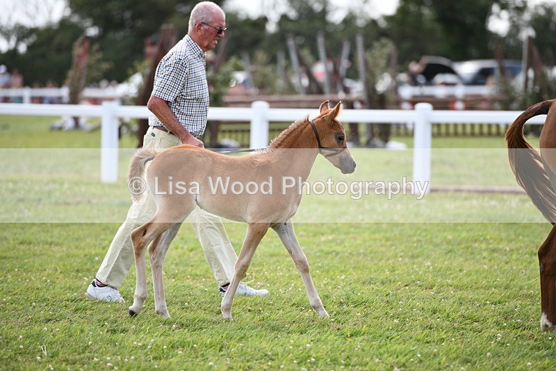 DSC_8434 - Class 69: Pure, Anglo & Part Bred In Hand Arab