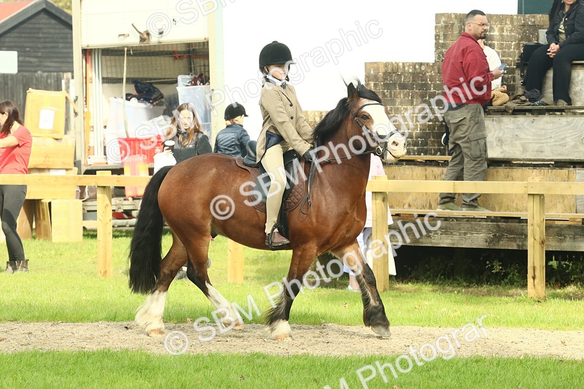 SBM_69019 - S58 - Mini Show Cob Ridden