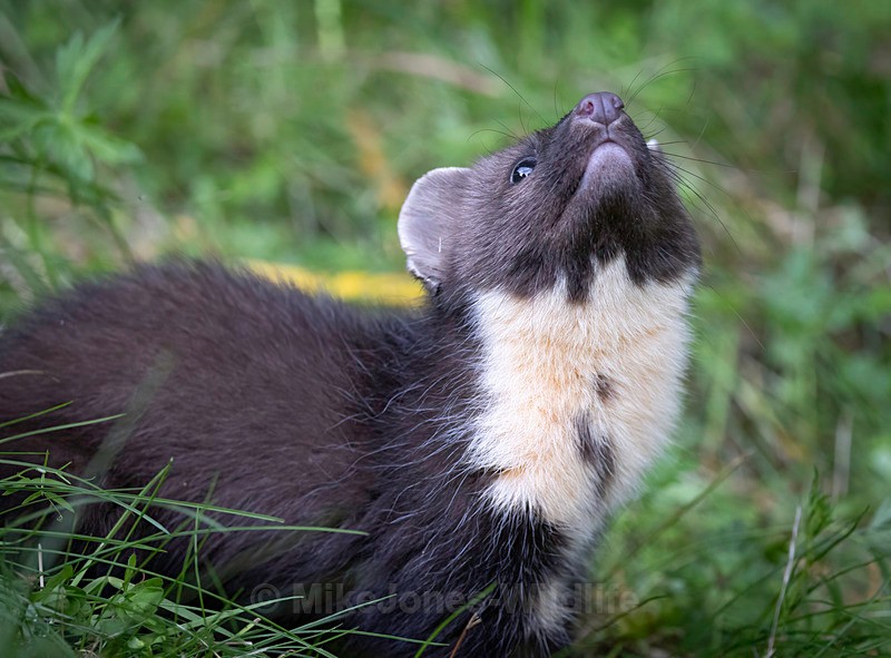 Pine Martin, Ardnamurchan, Scotland - PINE MARTENS