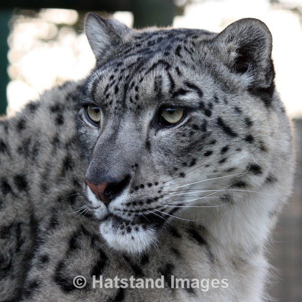 Snow leopard - nature