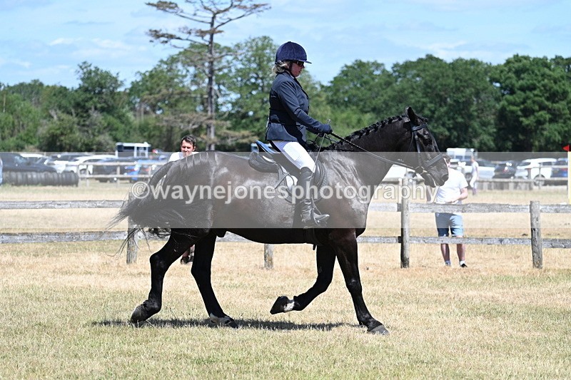 WJ7_2875 - Class 7 Riding Club Show Horse