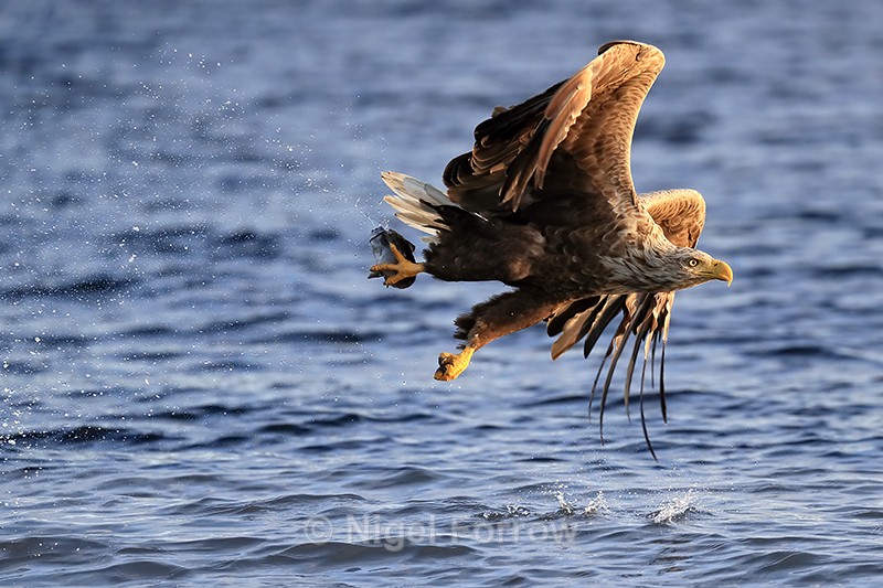 White-tailed Sea-Eagle & fish, early morning, Norway - White-tailed Sea-Eagle
