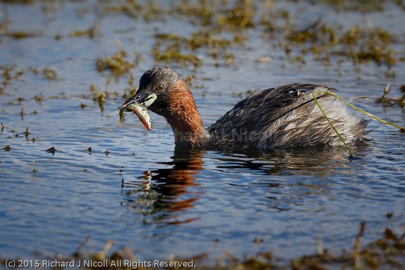 Little Grebe (Tachybaptus ruficollis) with stickleback - Little Grebe (Tachybaptus ruficollis)