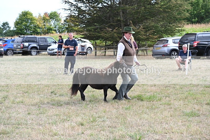WJ6_6992 - Class 21 Shetland & Mini Horses