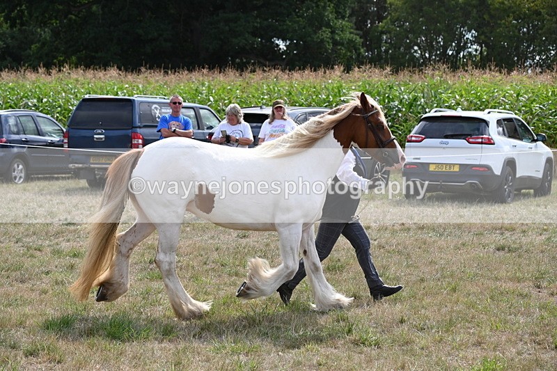WJ6_6585 - Class 20 In-hand Cob