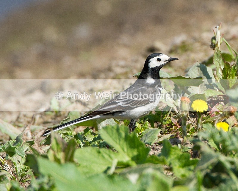 20110422-IMG_4703 - Pipits & Wagtails