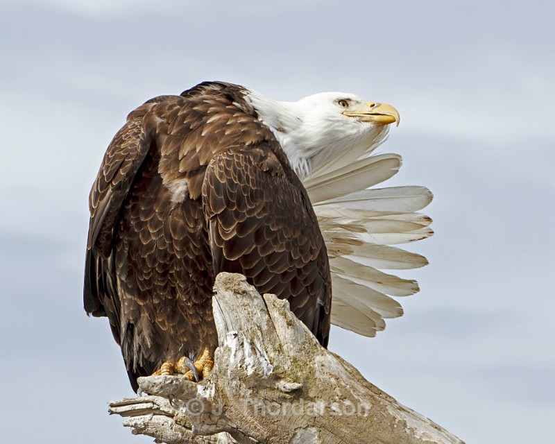  - Bald Eagles