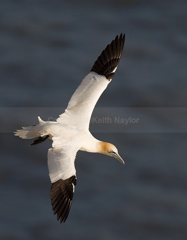 Gannet Turning - 2008