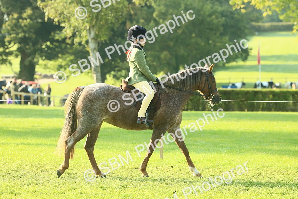 SBM_59126 - S38 - Starters Ridden Showing
