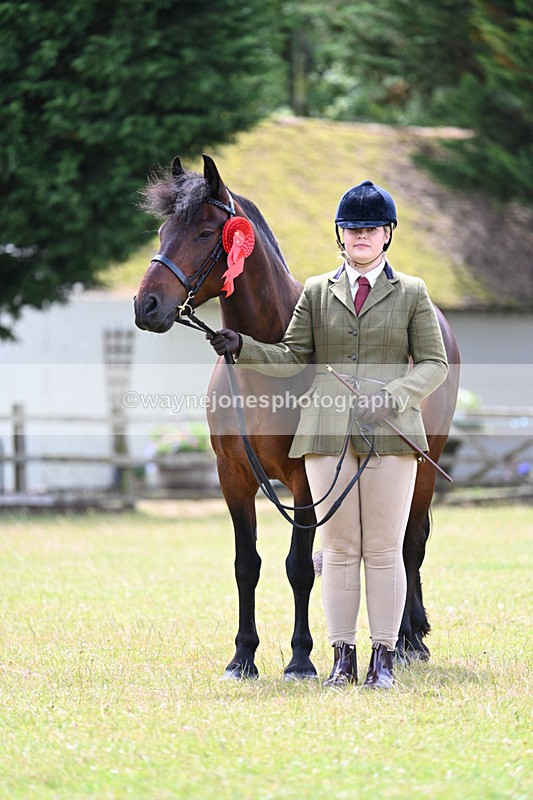 WJ7_6704 - Class 5 Handsome Gelding in hand