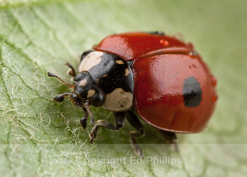 2-Spot Ladybird - Adalia bipunctata (2-Spot Ladybird)