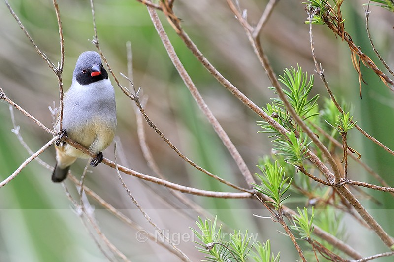 Swee Waxbill (male), Simon's Town, South Africa - Swee Waxbill