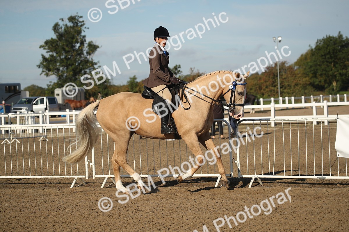 SBM_11311 - Class 501 -Riding Club Pony