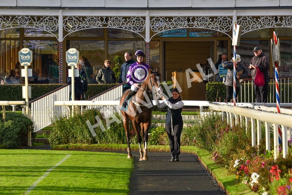 131023-Race 6-Wen Moon-9911 - Race 6 5.00pm Copper Knight - Winning Most Horse At York Handicap