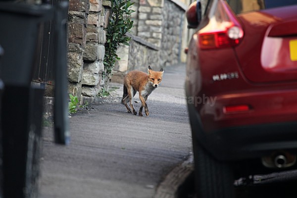 Urban fox, Vulpes vulpes Bristol. - Urban Foxes, Bristol, Great Britain