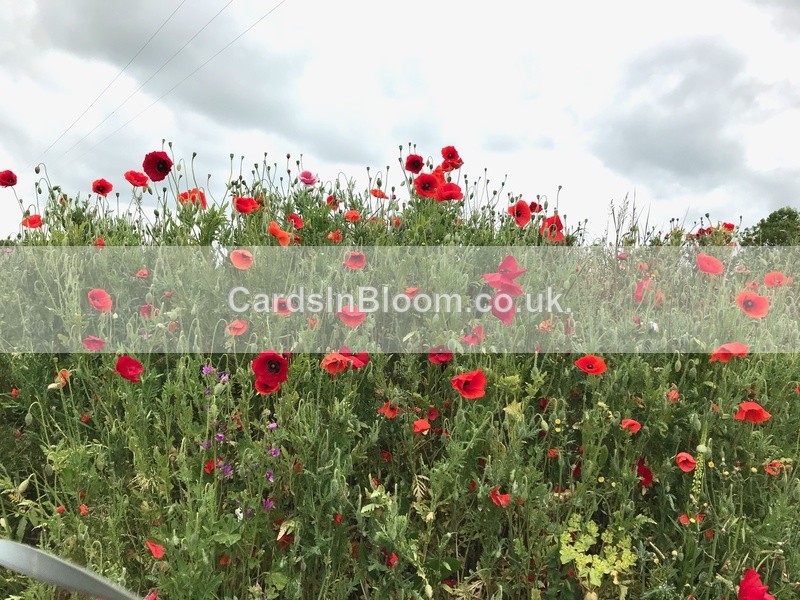 04 Poppies - COUNTRYSIDE