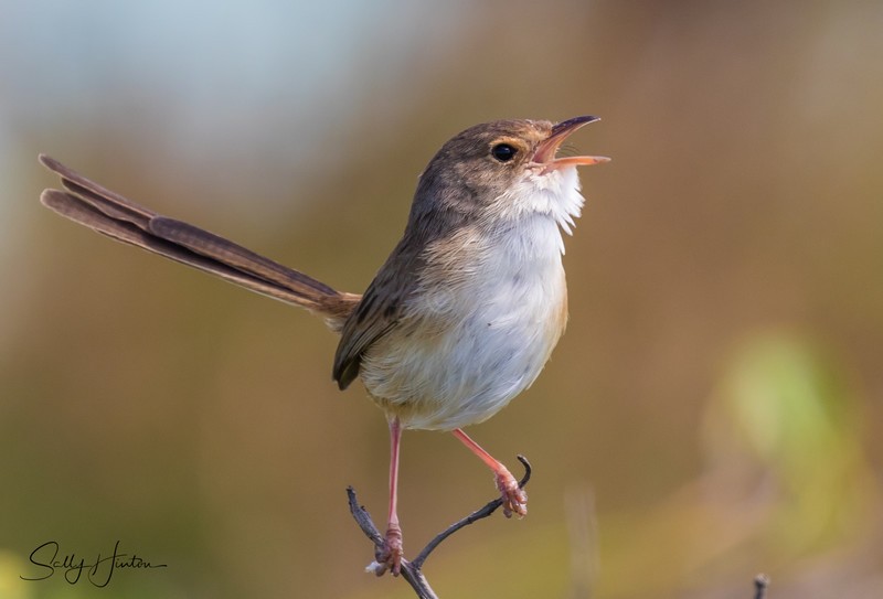 Red Wren Female 14
