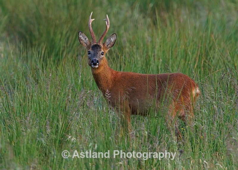 Roe Deer - Latest Images