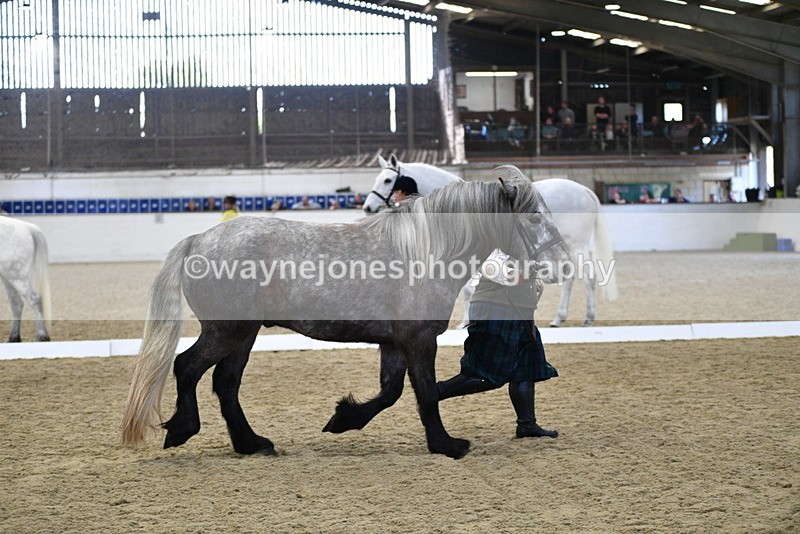 WJ5_4368 - Class 6 In hand M&M - Large Breeds