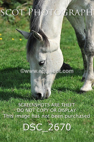 DSC_2670 - ARCHIVE REQUEST - Quincy and Guinness