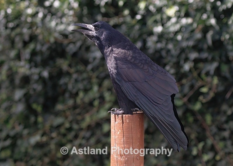 Rook - Latest Images