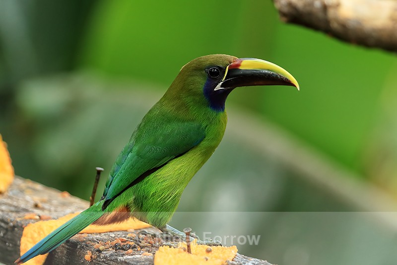 Northern Emerald Toucanet at feeder, Buena Vista, Costa Rica - Northern Emerald Toucanet