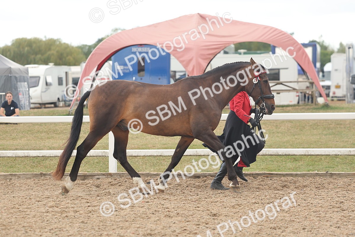 SBM_07636 - Class 26 - IH Foreign Breeds - Part Bred