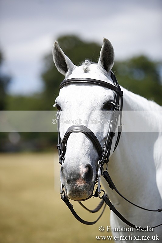 _C7A0259 - Side Saddle Classes BVRC Show 2018