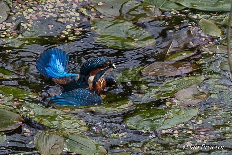 Kingfisher fishing at Lough Keepers Cottage, Belfast, N.Ireland. - Nature