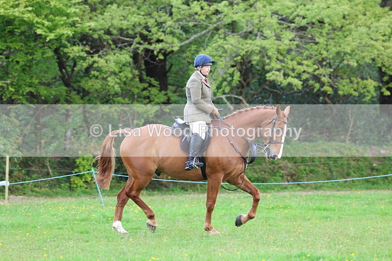 3E7A2571 - Classes 30 and 31: 80cm Working Hunter