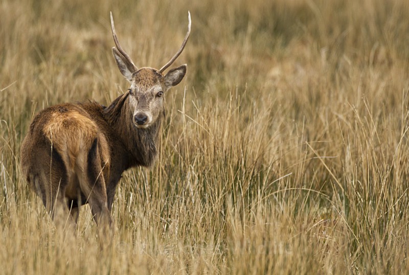 Red Deer ref rd 23b - RED DEER