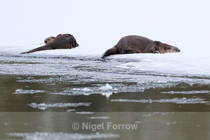 River Otters sleeping on ice, Yellowstone National Park, Wyoming - Otter