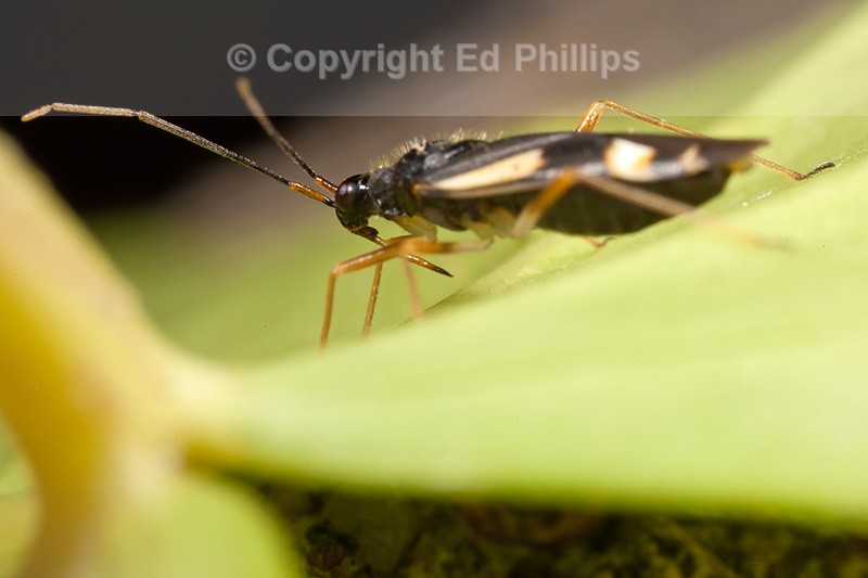 Dryophilocoris flavoquadrimaculatus