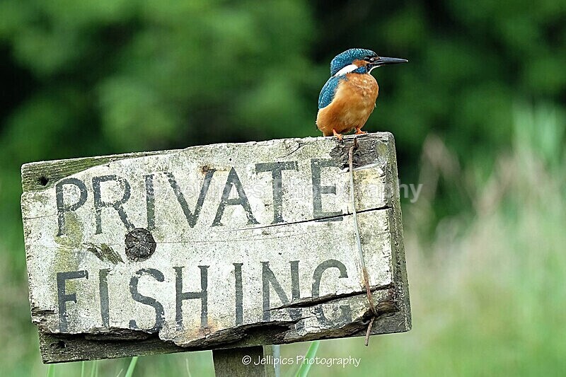  - Wildlife and Nature