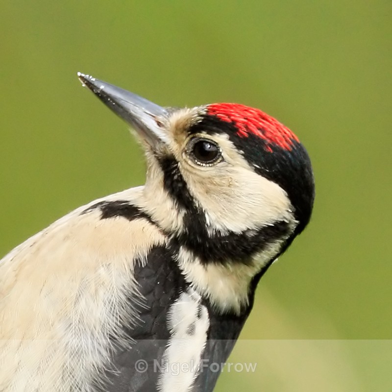 Close-up of Great Spotted Woodpecker (juvenile) at Otmoor RSPB - Great Spotted Woodpecker