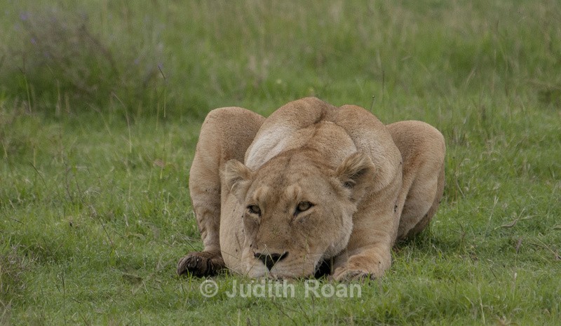 Lion - Tanzania Birds and Mammals