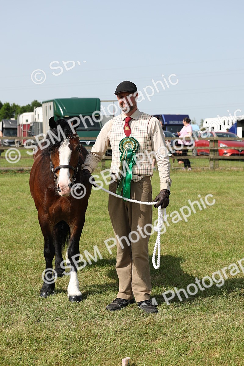 SBM_02175 - Class 6-13 - Mountatin and Moorland In Hand Welsh Breeds