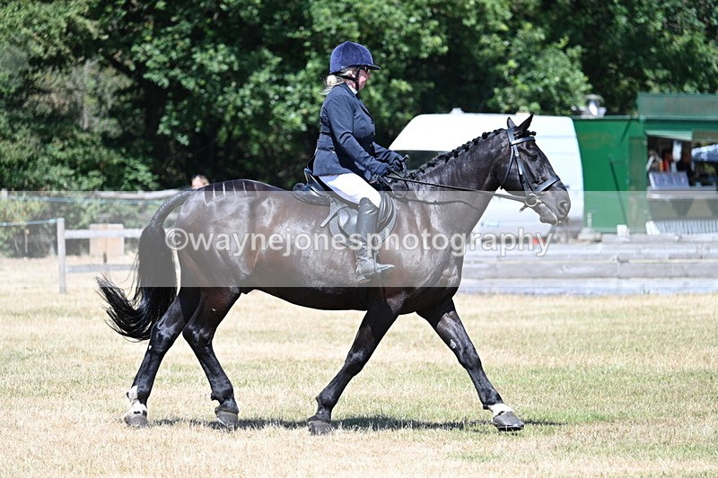 WJ7_2966 - Class 7 Riding Club Show Horse