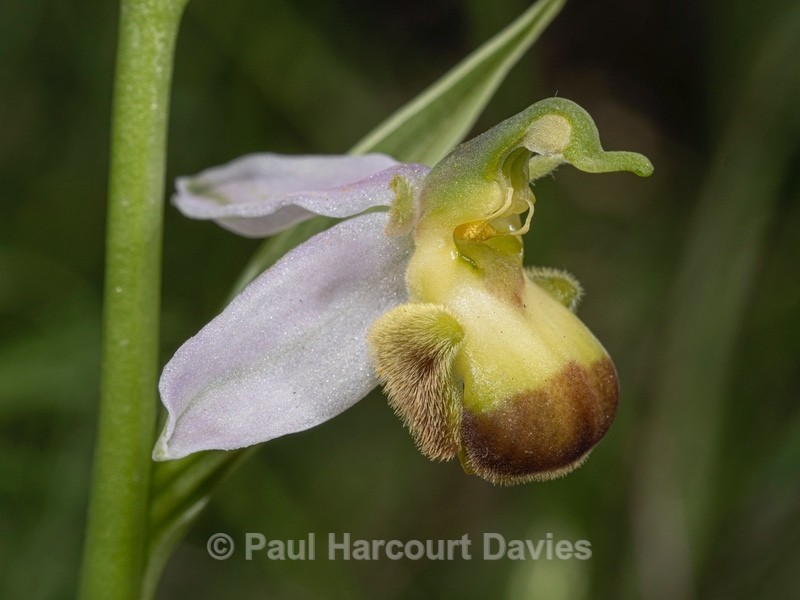 Bi-coloured Bee Orchid variety (Ophrys apifera var bicolor) - Wild Orchids 2021
