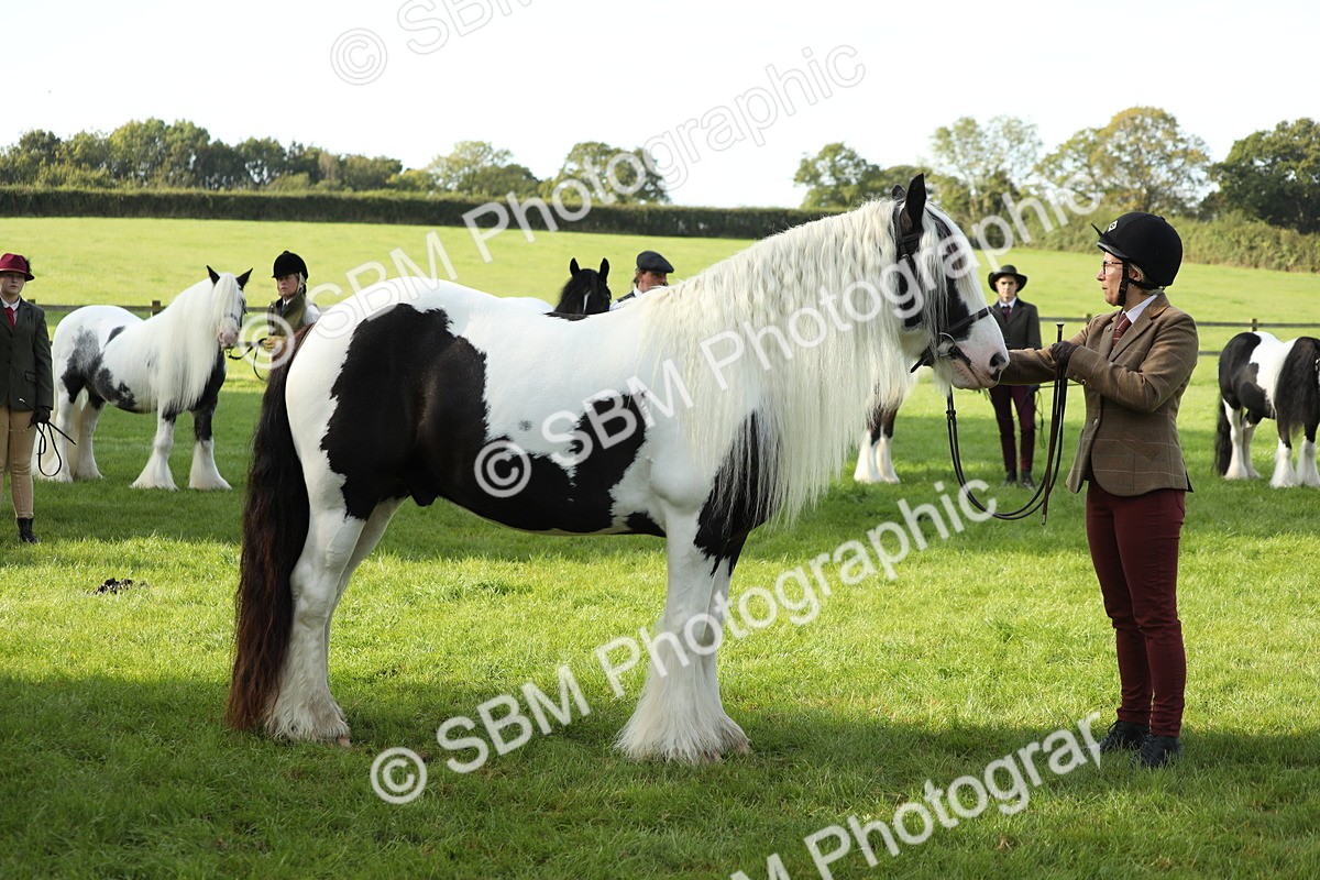 SBM_60933 - S43 - Coloured Pony In Hand