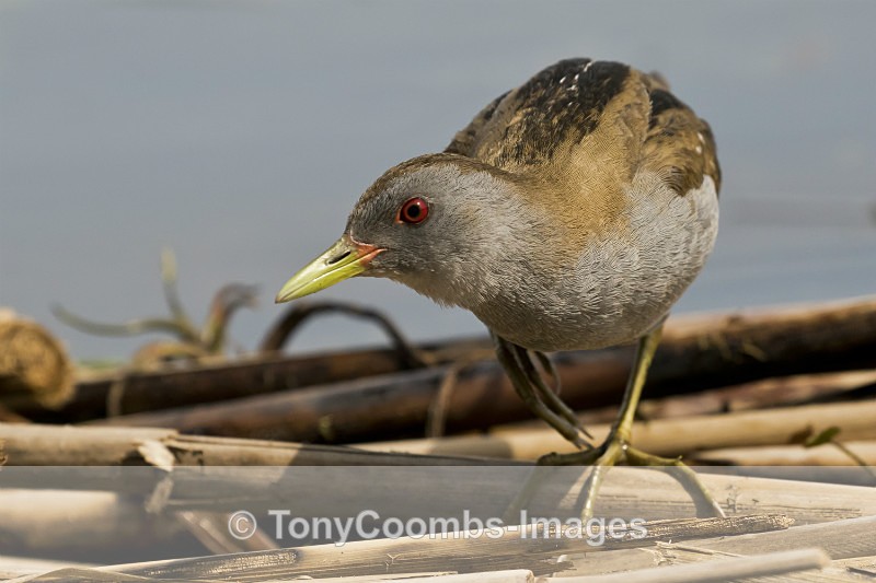 Little Crake  (m) - Pygmy Cormorant Hide