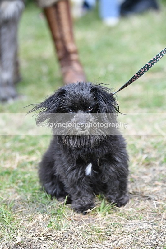 WJ5_9229 - Class 1 Best Cross Breed / Heniz 57