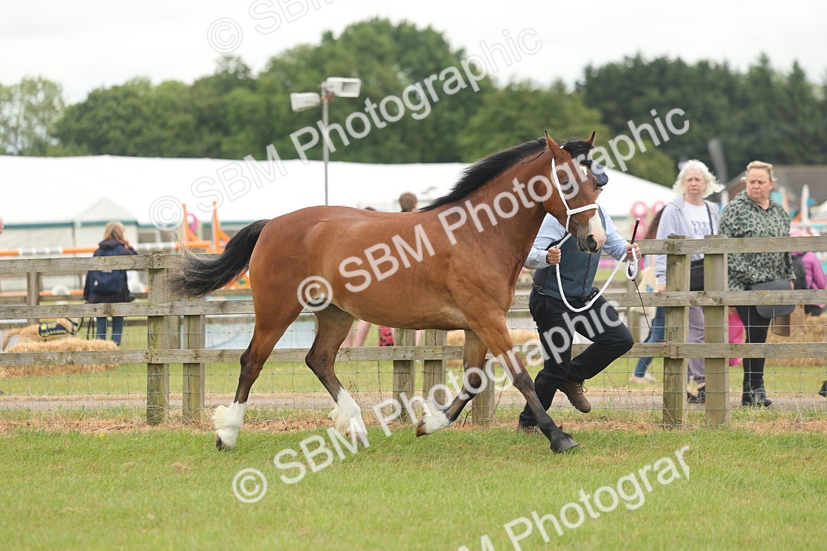SBM_04798 - Class 50-57 - M&M Welsh Pony In Hand